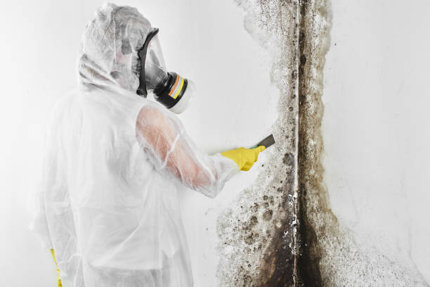 Best Emergency Mold Remediation in Springville, NY