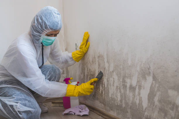 Best Emergency Mold Remediation in Springville, NY