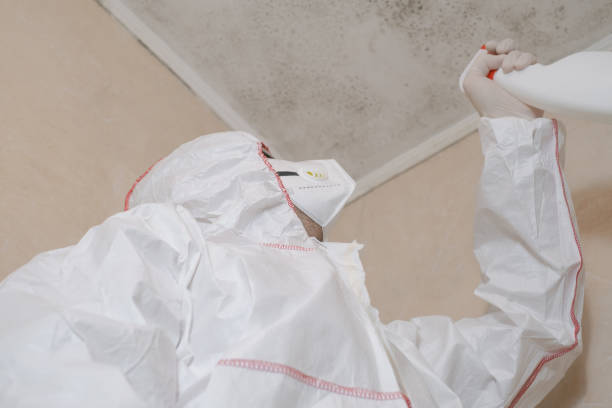 Best Post-Flood Mold Remediation in Springville, NY